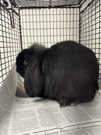 Shelter Stray Female Other last seen , 11361 W Pico Blvd, Los Angeles, CA 90064, USA