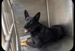 Shelter Stray Female Dog last seen , 957 N Gaffey St, San Pedro, CA 90731, USA