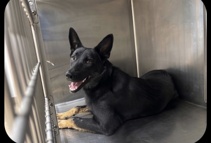 Shelter Stray Female Dog last seen , 957 N Gaffey St, San Pedro, CA 90731, USA