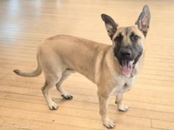 Shelter Stray Male Dog last seen , 14409 Vanowen St, Van Nuys, CA 91405, USA