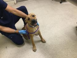 Shelter Stray Male Dog last seen Near BLOCK PANSY ST, PERRIS CA 92570, 6851 Van Buren Boulevard, Jurupa Valley, CA 92509, USA