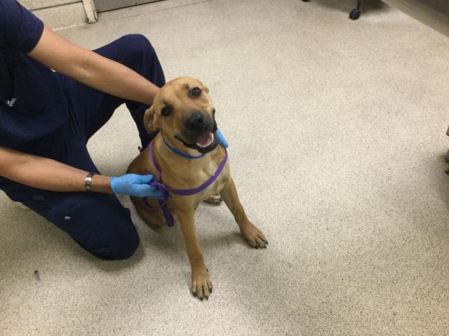 Shelter Stray Male Dog last seen Near BLOCK PANSY ST, PERRIS CA 92570, 6851 Van Buren Boulevard, Jurupa Valley, CA 92509, USA