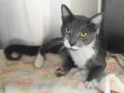 Shelter Stray Male Cat last seen ALBURY ST/BROOKHAVEN DR,95621, 3839 Bradshaw Rd, Sacramento, CA 95827, USA