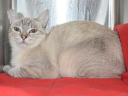 Shelter Stray Female Cat last seen HURLEY WAY/TOPAZ WAY, 95864, 3839 Bradshaw Rd, Sacramento, CA 95827, USA