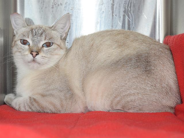 Shelter Stray Female Cat last seen HURLEY WAY/TOPAZ WAY, 95864, 3839 Bradshaw Rd, Sacramento, CA 95827, USA