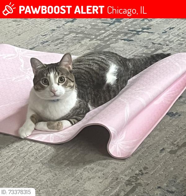 Lost Male Cat last seen 47th and Woodlawn, Chicago, IL 60653