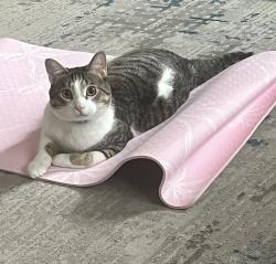 Lost Male Cat last seen 47th and Woodlawn, Chicago, IL 60653