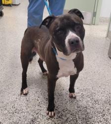 Shelter Stray Male Dog last seen Near BLOCK OTSEGO ST, DETROIT, MI 48204, 7401 Chrysler Dr, Detroit, MI 48211, USA