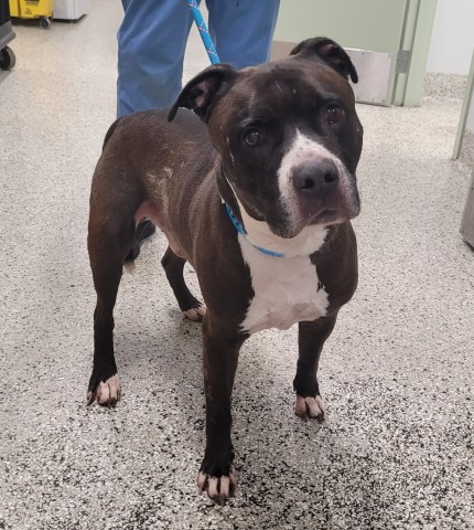 Shelter Stray Male Dog last seen Near BLOCK OTSEGO ST, DETROIT, MI 48204, 7401 Chrysler Dr, Detroit, MI 48211, USA