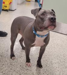 Shelter Stray Male Dog last seen Near BLOCK ILENE ST, DETROIT MI 48221, 7401 Chrysler Dr, Detroit, MI 48211, USA