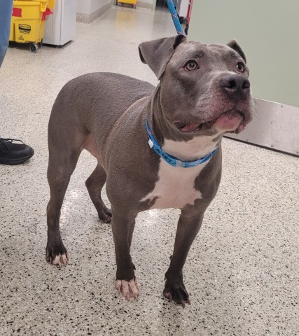 Shelter Stray Male Dog last seen Near BLOCK ILENE ST, DETROIT MI 48221, 7401 Chrysler Dr, Detroit, MI 48211, USA
