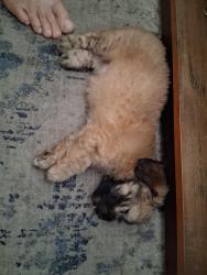 Found/Stray Male Dog last seen Deerwalk and sun and lakes, Highlands County, FL 33852