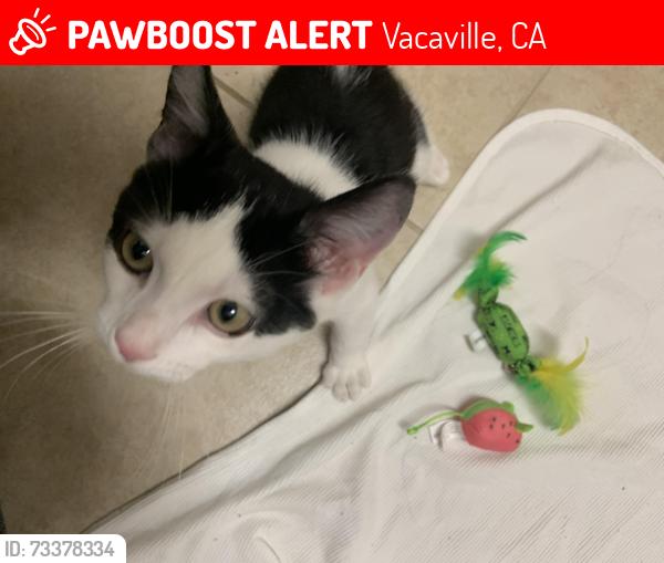 Lost Male Cat last seen Magnolia park, Vacaville, CA 95687