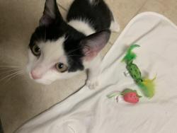 Lost Male Cat last seen Magnolia park, Vacaville, CA 95687