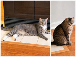 Lost Male Cat last seen West Hanover twp near truck stop, Harrisburg, PA 17112