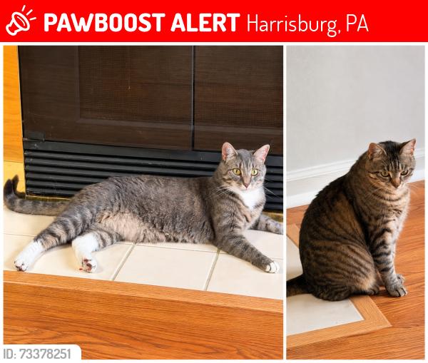 Lost Male Cat last seen West Hanover twp near truck stop, Harrisburg, PA 17112