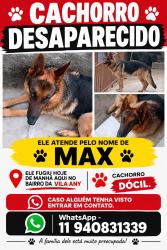Lost Male Dog last seen Avenida, Jardim Guaracy, SP 07262-203