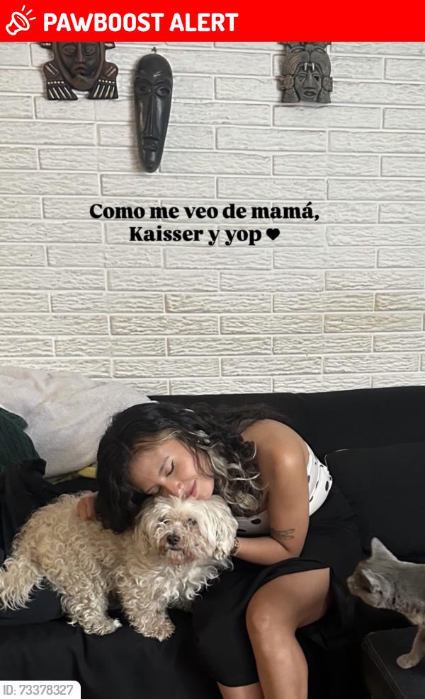 Lost Male Dog last seen Cerca de Cumbria, Ensueños, el lago de los lirios o Atlanta, Cuautitlán Izcalli, Méx. 54740