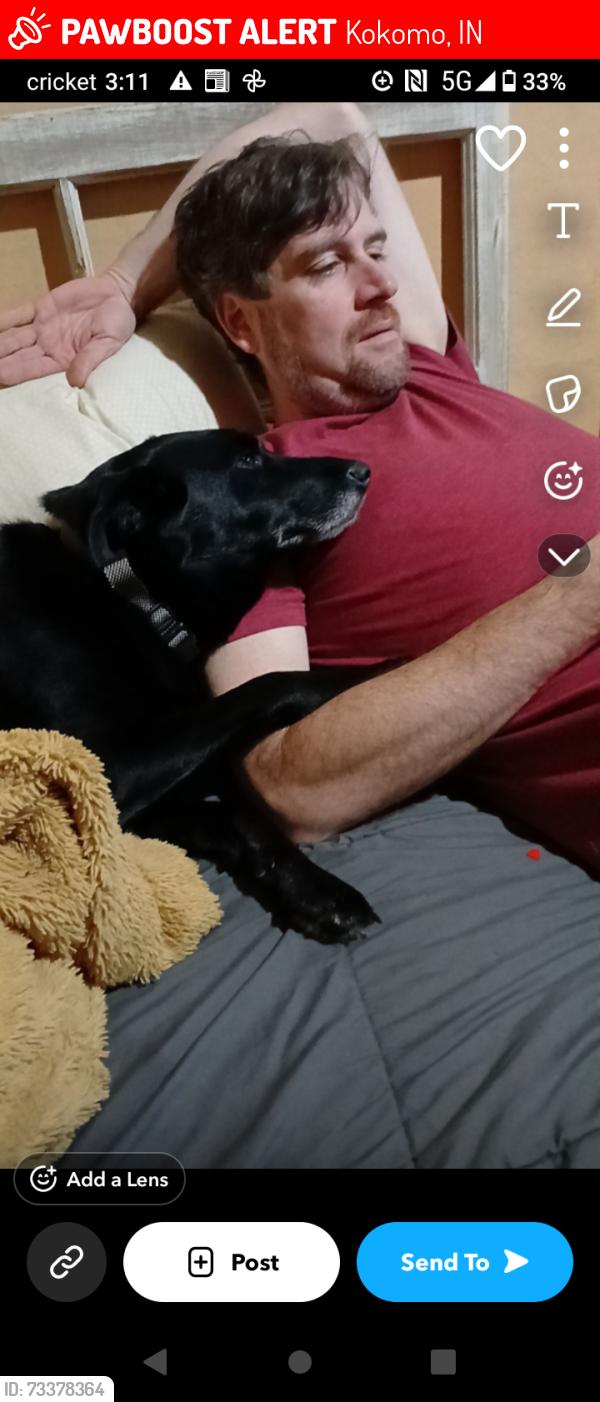 Lost Female Dog last seen Over pass on davis road, Kokomo, IN 46901