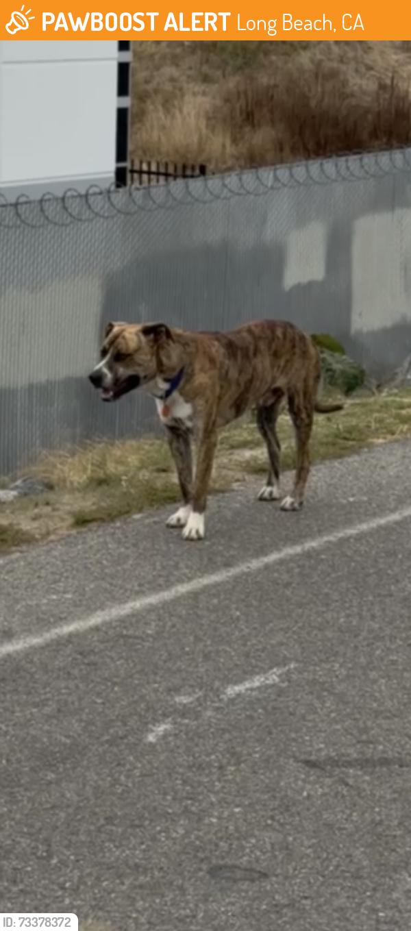 Found/Stray Male Dog last seen Near bike path at anaheim, Long Beach, CA 90831