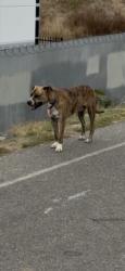 Found/Stray Male Dog last seen Near bike path at anaheim, Long Beach, CA 90831