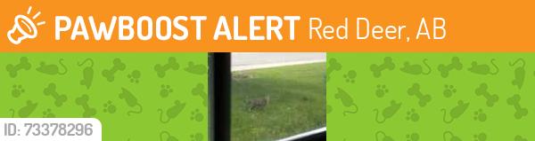 Deceased Unknown Cat last seen 32street and 40 ave, Red Deer, AB 