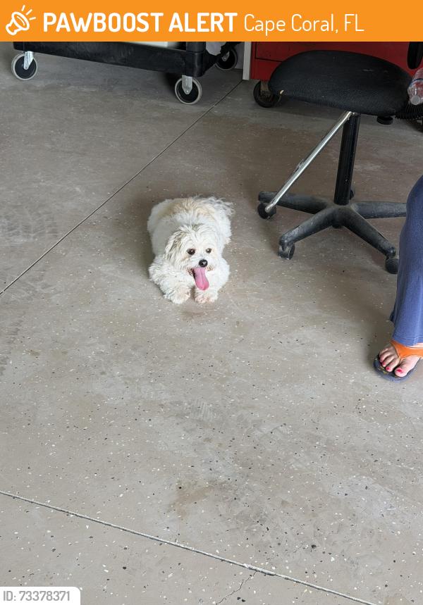 Found/Stray Unknown Dog last seen Burnt store and Tropicana, Cape Coral, FL 33993