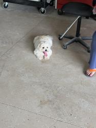 Found/Stray Unknown Dog last seen Burnt store and Tropicana, Cape Coral, FL 33993