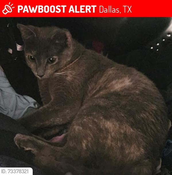 Lost Female Cat last seen Flannery ln, Dallas, TX 75201