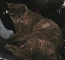 Lost Female Cat last seen Flannery ln, Dallas, TX 75201