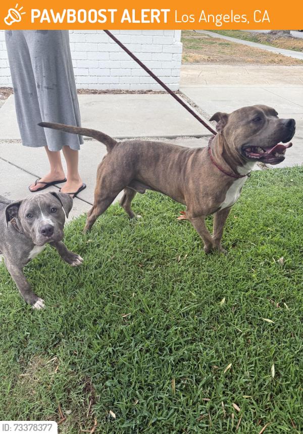 Found/Stray Male Dog last seen Larga ave, Los Angeles, CA 90039