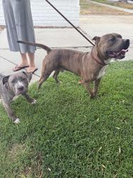 Found/Stray Male Dog last seen Larga ave, Los Angeles, CA 90039