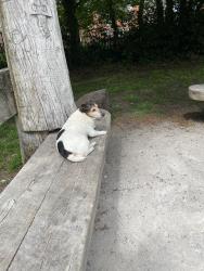 Lost Female Dog last seen Fletcher moss, Didsbury, England M20 2RQ