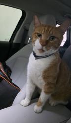 Reunited Unknown Cat last seen Londonderry Ln and Robinhood Ln, Bonita Springs, FL 34135