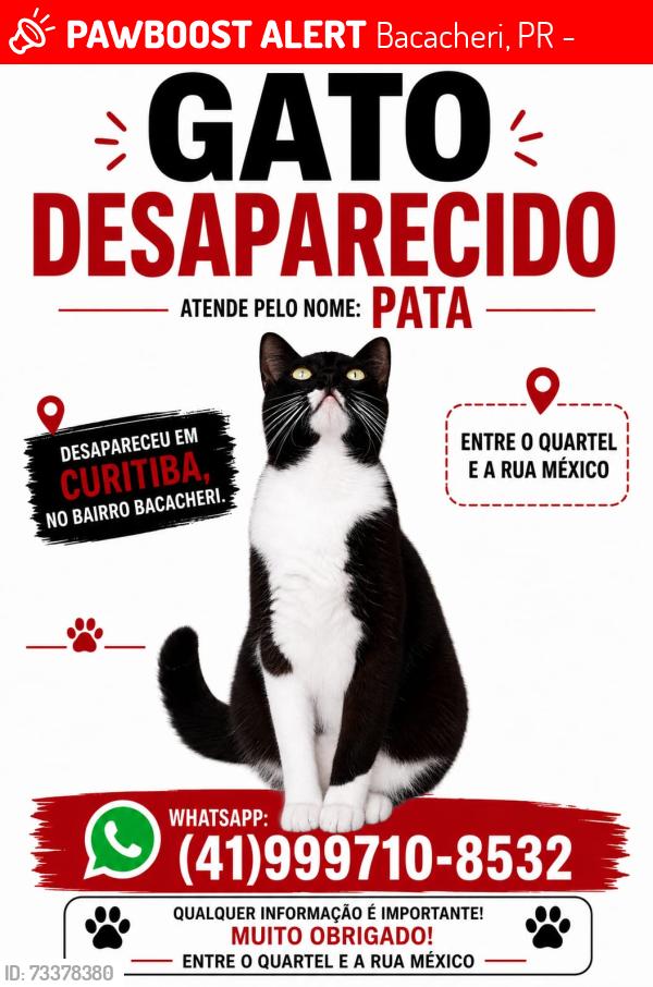 Lost Male Cat last seen Rua Venezuela, Bacacheri, PR 82590-300