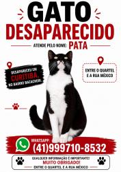 Lost Male Cat last seen Rua Venezuela, Bacacheri, PR 82590-300