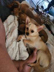 Lost Female Dog last seen Carrol St. and Cedar Ct. also Epinger St., Thornton, CO 80229
