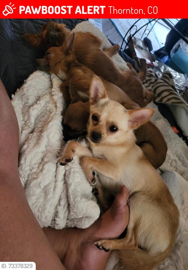 Lost Female Dog last seen Carrol St. and Cedar Ct. also Epinger St., Thornton, CO 80229