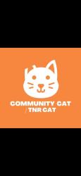 Shelter Stray Female Cat last seen Near Coventry Circle, CITY of El Paso, TX, 5001 Fred Wilson Ave, El Paso, TX 79906, USA