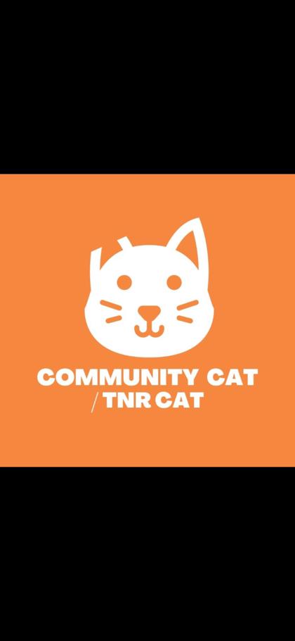 Shelter Stray Female Cat last seen Near Coventry Circle, CITY of El Paso, TX, 5001 Fred Wilson Ave, El Paso, TX 79906, USA