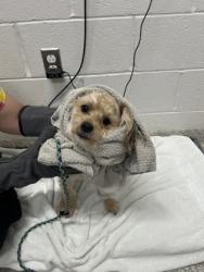 Shelter Stray Male Dog last seen Near Fords Lane, 21215, MD, 2490 Giles Rd, Baltimore, MD 21225, USA