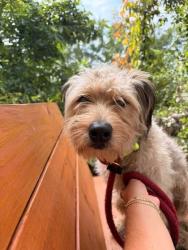 Shelter Stray Male Dog last seen West North Ave and Ruxton, 21216, MD, 2490 Giles Rd, Baltimore, MD 21225, USA