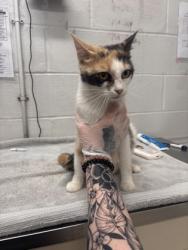 Shelter Stray Female Cat last seen Near S Augusta Ave, 21229, MD, 2490 Giles Rd, Baltimore, MD 21225, USA