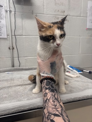 Shelter Stray Female Cat last seen Near S Augusta Ave, 21229, MD, 2490 Giles Rd, Baltimore, MD 21225, USA
