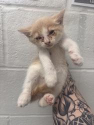 Shelter Stray Female Cat last seen Near S Augusta Ave, 21229, MD, 2490 Giles Rd, Baltimore, MD 21225, USA