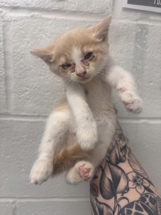 Shelter Stray Female Cat last seen Near S Augusta Ave, 21229, MD, 2490 Giles Rd, Baltimore, MD 21225, USA