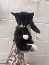 Shelter Stray Male Cat last seen Near S Augusta Ave, 21229, MD, 2490 Giles Rd, Baltimore, MD 21225, USA