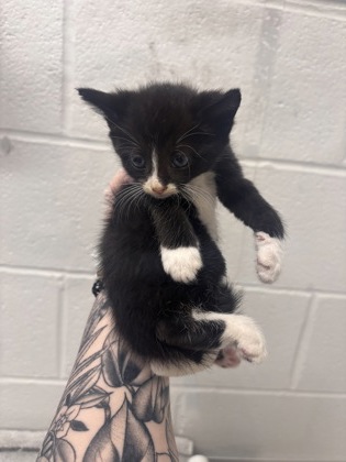 Shelter Stray Male Cat last seen Near S Augusta Ave, 21229, MD, 2490 Giles Rd, Baltimore, MD 21225, USA