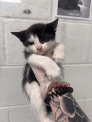 Shelter Stray Male Cat last seen Near S Augusta Ave, 21229, MD, 2490 Giles Rd, Baltimore, MD 21225, USA