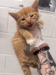 Shelter Stray Male Cat last seen Near S Augusta Ave, 21229, MD, 2490 Giles Rd, Baltimore, MD 21225, USA
